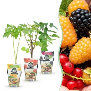 Surtido de Frutales (Ribes Rubrum, Rubus Idaeus, Rubus Fruticosus) 'Jonkheer Van Tets, Fallgold, Thornfree'