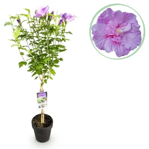 Althea (Hibiscus syriacus) 'Lavendor Chiffon'