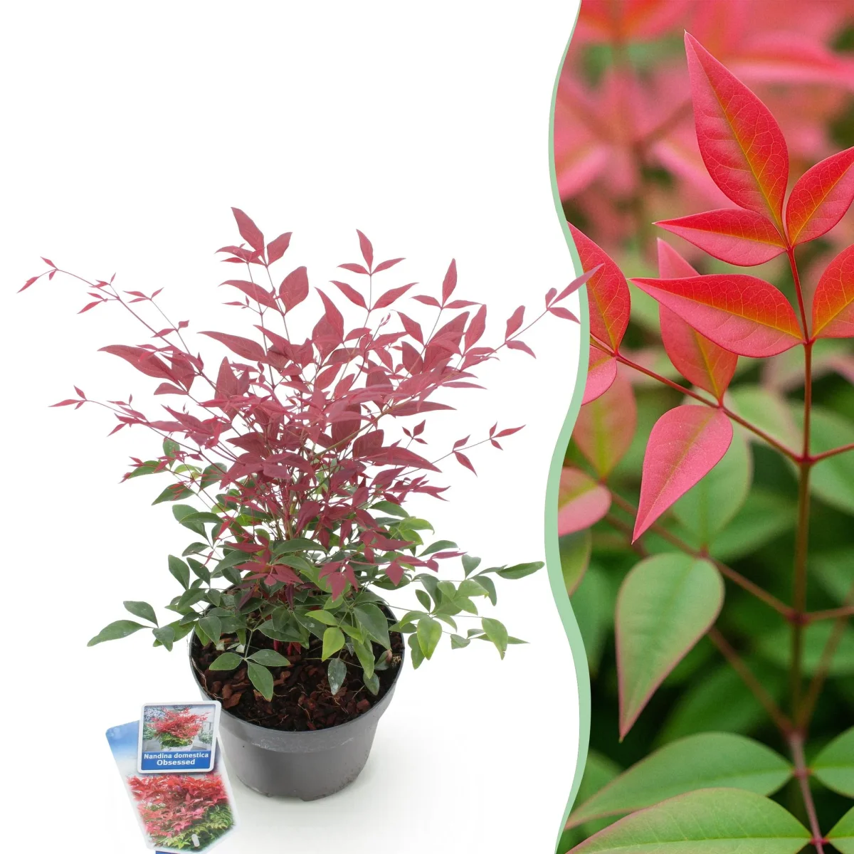 Bambú Sagrado (Nandina domestica) 'Obsessed' - Imagen 2