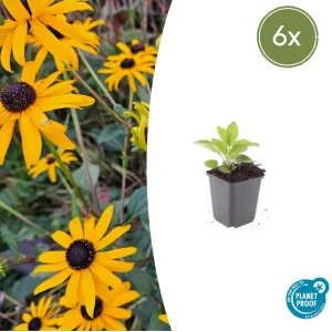 Rudbeckia (Rudbeckia fulgida) 'Goldsturm'